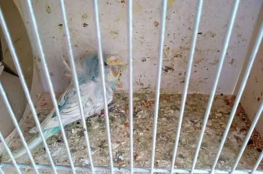 Faliste helikoptery koroniaste, Śląskie, Czyżowice