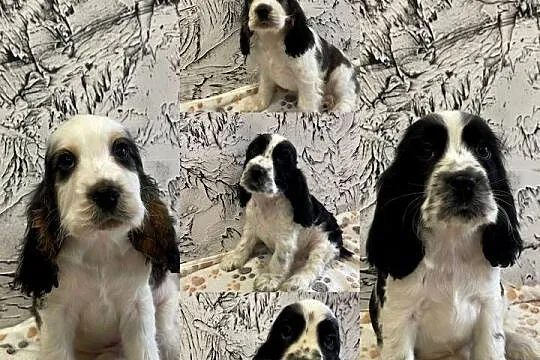 Cocker Spaniel Angielski