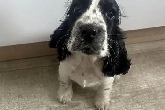 Cocker Spaniel Angielski, Mazowieckie, Wyśmierzyce