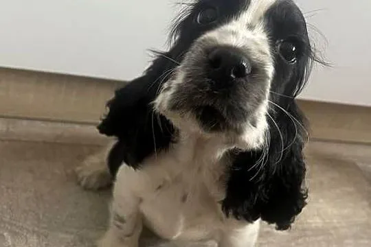 Cocker Spaniel Angielski, Mazowieckie, Wyśmierzyce
