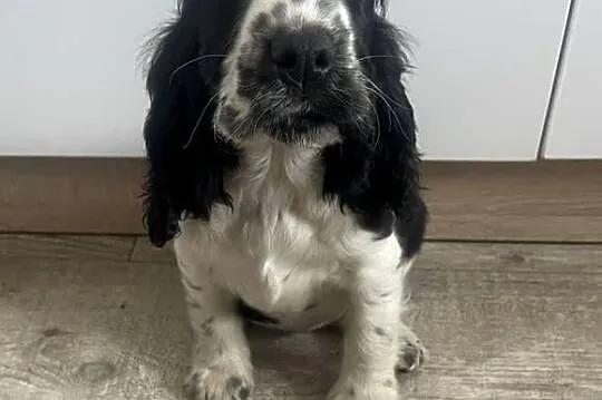 Cocker Spaniel Angielski, Mazowieckie, Wyśmierzyce