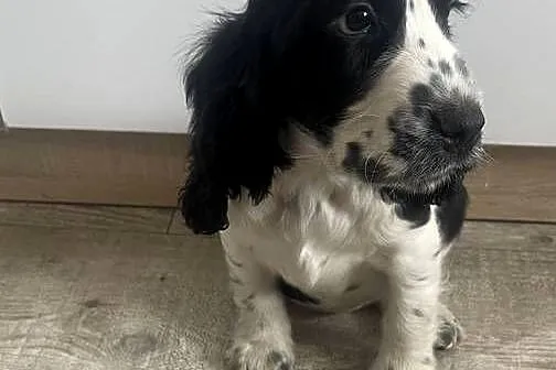 Cocker Spaniel Angielski, Mazowieckie, Wyśmierzyce