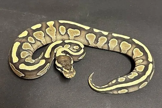 Pyton Regius - Butter