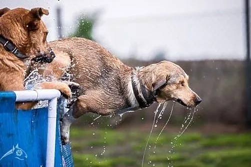 BAŚCIK - śmiga jak fryga, miłości się nie dyga :D,  śląskie Gliwice