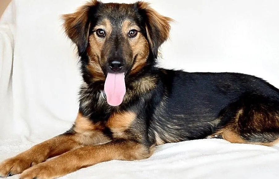 Majami - słodki, energiczny, młody - pies do adopcji, Mazowieckie, Warszawa