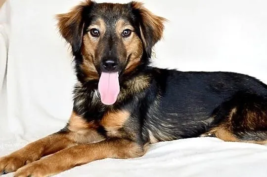 Majami - słodki, energiczny, młody - pies do adopcji, Mazowieckie, Warszawa