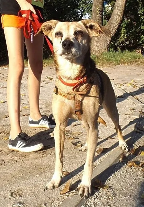 Radosna psinka Skinka, dolnośląskie Wrocław