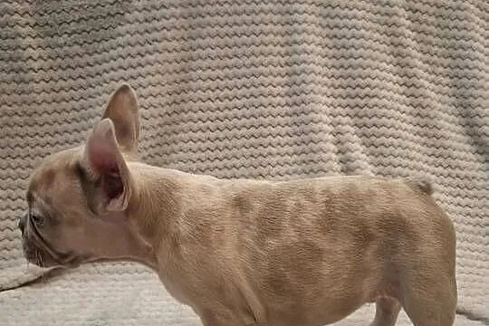 Buldog francuski wyjątkowy kolor