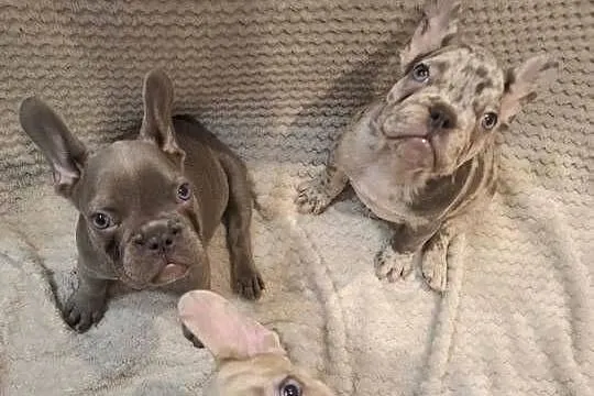 Buldog francuski wyjątkowy kolor, Wielkopolskie, Wronki