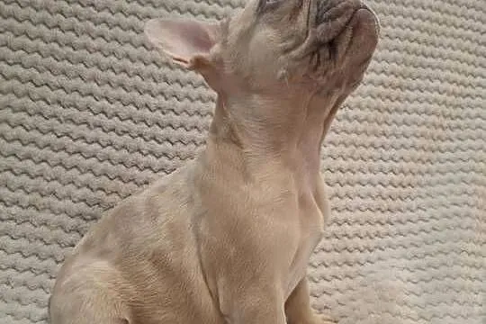 Buldog francuski wyjątkowy kolor, Wielkopolskie, Wronki