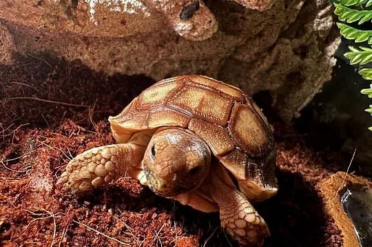 Sulcata, żółw pustynny, 2025r