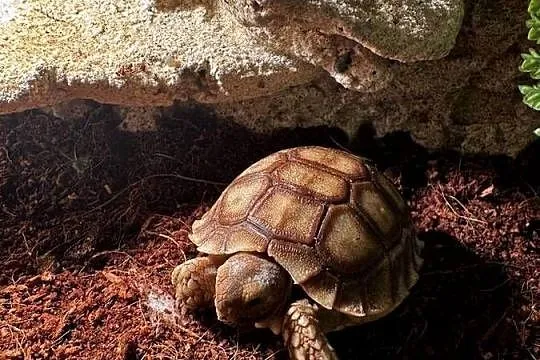 Sulcata, żółw pustynny, 2025r, Małopolskie, Kraków