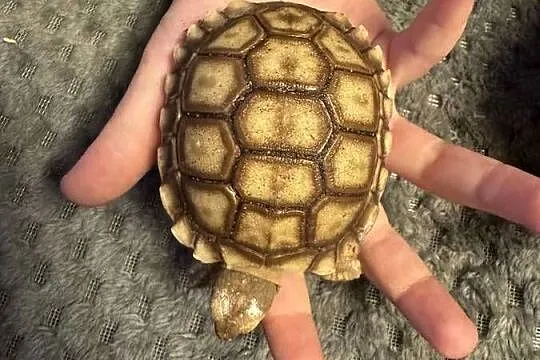 Sulcata, żółw pustynny, 2025r, Małopolskie, Kraków