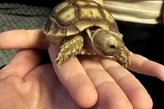 Sulcata, żółw pustynny, 2025r, Małopolskie, Kraków
