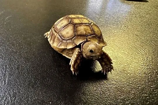 Sulcata, żółw pustynny, 2025r, Małopolskie, Kraków