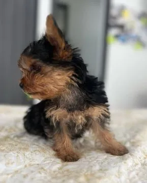 Uroczy szczeniak Yorkshire Terrier gotowy na sprzedaż., , Gdansk