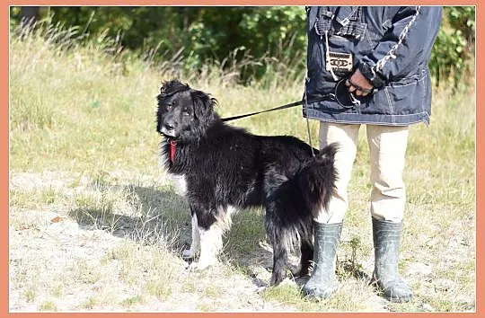 30 kg, przyjacielski,łagodny,spokojny pies BORDO_Adopcja