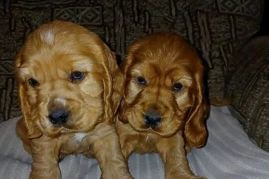 Śliczne Szczenięta Cocker Spaniel Angielski