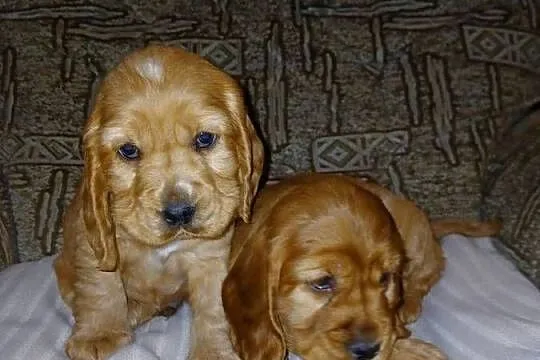 Śliczne Szczenięta Cocker Spaniel Angielski, Łódzkie, Sieradz