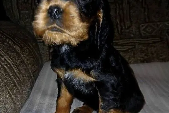 Śliczne Szczenięta Cocker Spaniel Angielski, Łódzkie, Sieradz