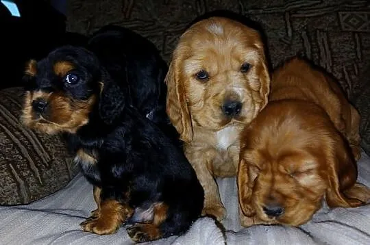 Śliczne Szczenięta Cocker Spaniel Angielski, Łódzkie, Sieradz