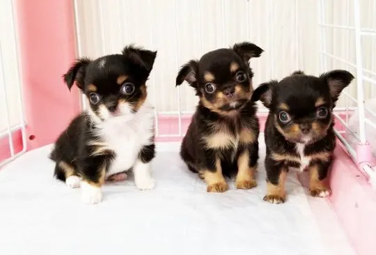 Przepiękne szczenięta chihuahua gotowe do sprzedaży w nowych domach,, Pomorskie, Gdynia