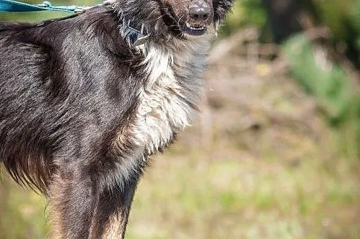 Szagi - wspaniały pies szuka domu. OTOZ Animals Dą