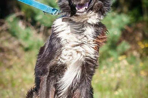 Szagi - wspaniały pies szuka domu. OTOZ Animals Dą