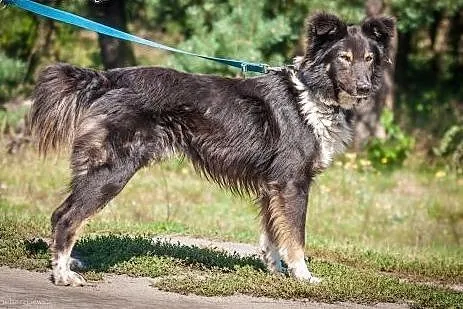 Szagi - wspaniały pies szuka domu. OTOZ Animals Dą