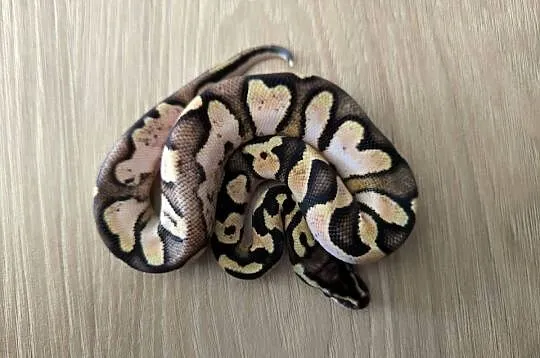 Pyton królewski Calico OD Pastel poss het Clown