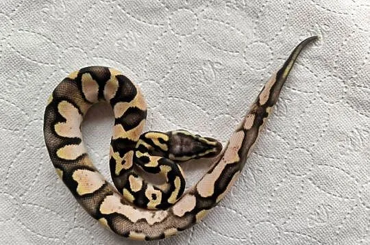 Pyton królewski Calico OD Pastel poss het Clown, Mazowieckie, Makowiec