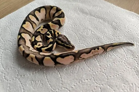 Pyton królewski Calico OD Pastel poss het Clown, Mazowieckie, Makowiec
