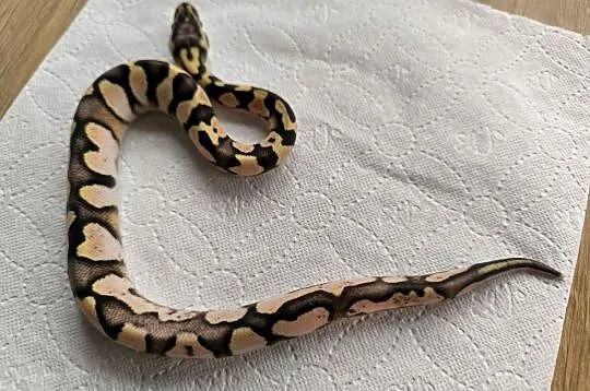 Pyton królewski Calico OD Pastel poss het Clown, Mazowieckie, Makowiec