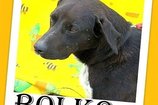 BOLKO-średni,przyjazny,spokojny,kontaktowy pies,sz