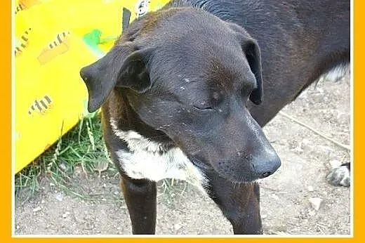 BOLKO-średni,przyjazny,spokojny,kontaktowy pies,sz