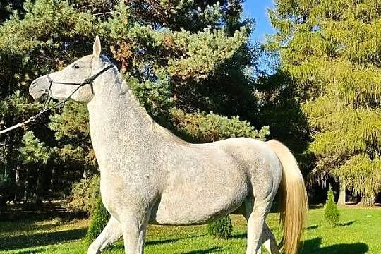 Klacz arabska siwa, Zachodniopomorskie, Kamień Pomorski