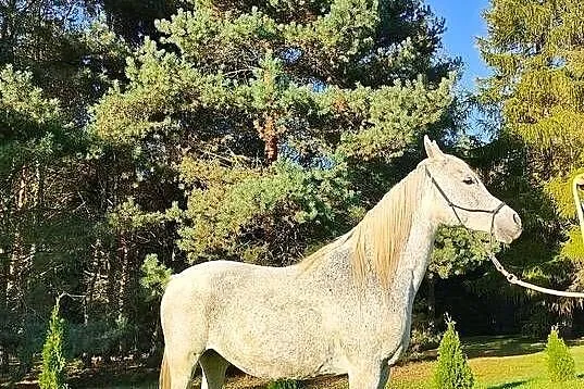 Klacz arabska siwa, Zachodniopomorskie, Kamień Pomorski