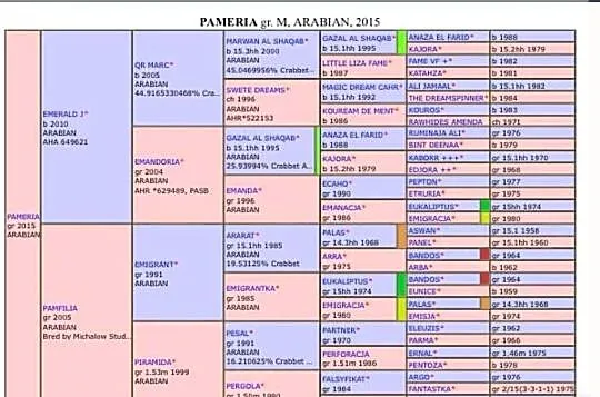 Klacz arabska siwa, Zachodniopomorskie, Kamień Pomorski