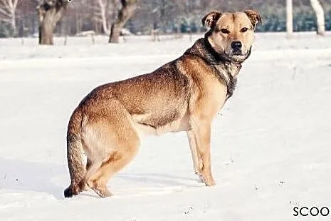 Scooby, kochający ludzi olbrzym szuka wspaniałego domu!,  Kundelki cała Polska