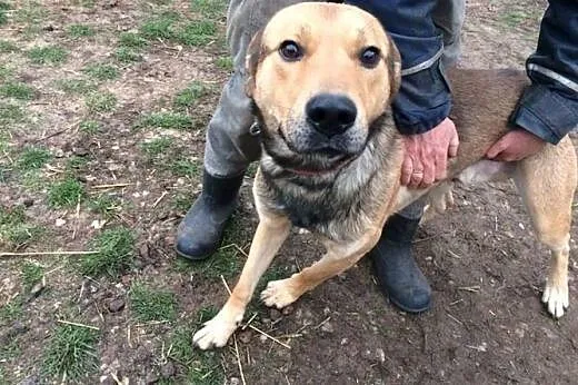 Scooby, kochający ludzi olbrzym szuka wspaniałego 