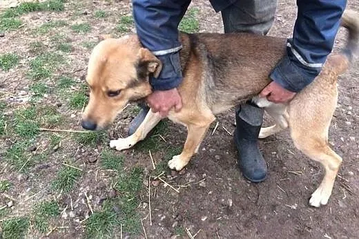 Scooby, kochający ludzi olbrzym szuka wspaniałego 