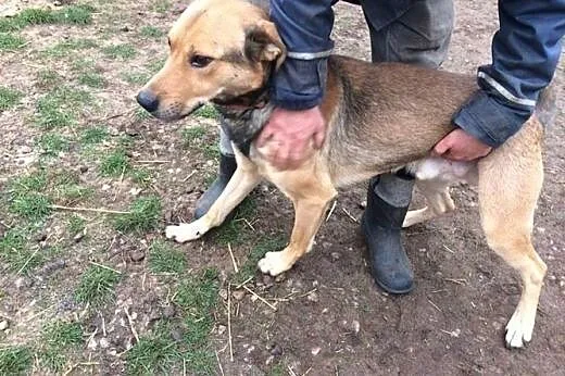 Scooby, kochający ludzi olbrzym szuka wspaniałego 
