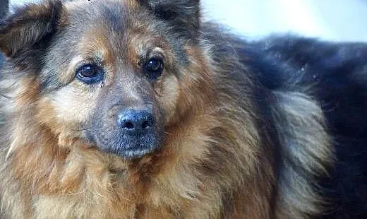 Kudłaty Pufik, grzeczny psiak szuka dobrego domu!,