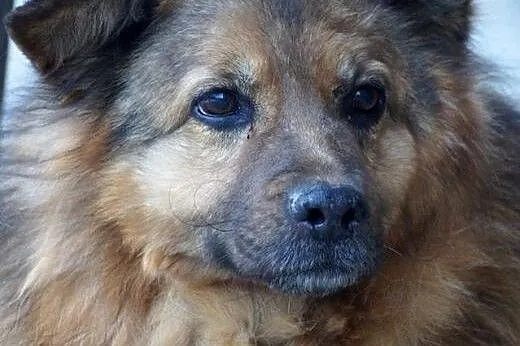 Kudłaty Pufik, grzeczny psiak szuka dobrego domu!,