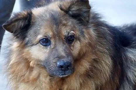Kudłaty Pufik, grzeczny psiak szuka dobrego domu!,