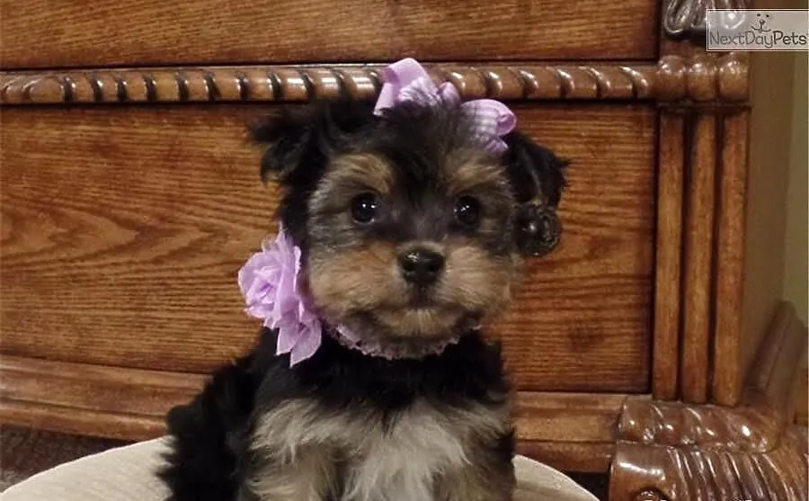 Przystojny samiec i samica, Yorkiepoo - Yorki Poo