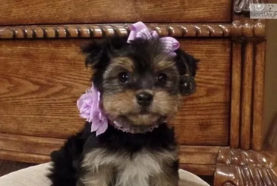 Przystojny samiec i samica, Yorkiepoo - Yorki Poo 