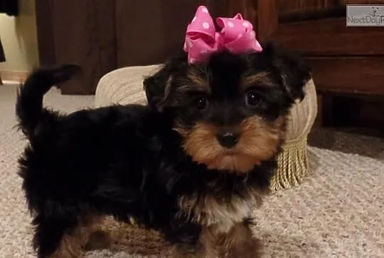 Przystojny samiec i samica, Yorkiepoo - Yorki Poo 