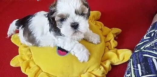 Sprzedam szczeniaki shih tzu, mazowieckie Płock