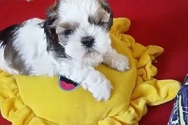 Sprzedam szczeniaki shih tzu,  mazowieckie Płock